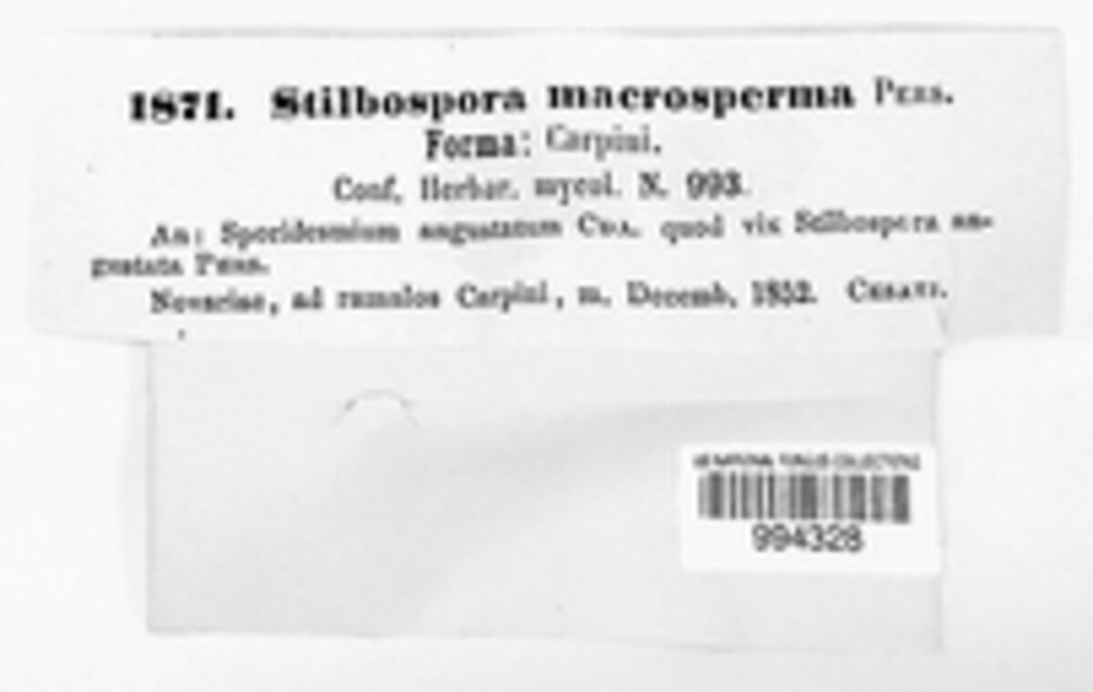 Stilbospora macrosperma image